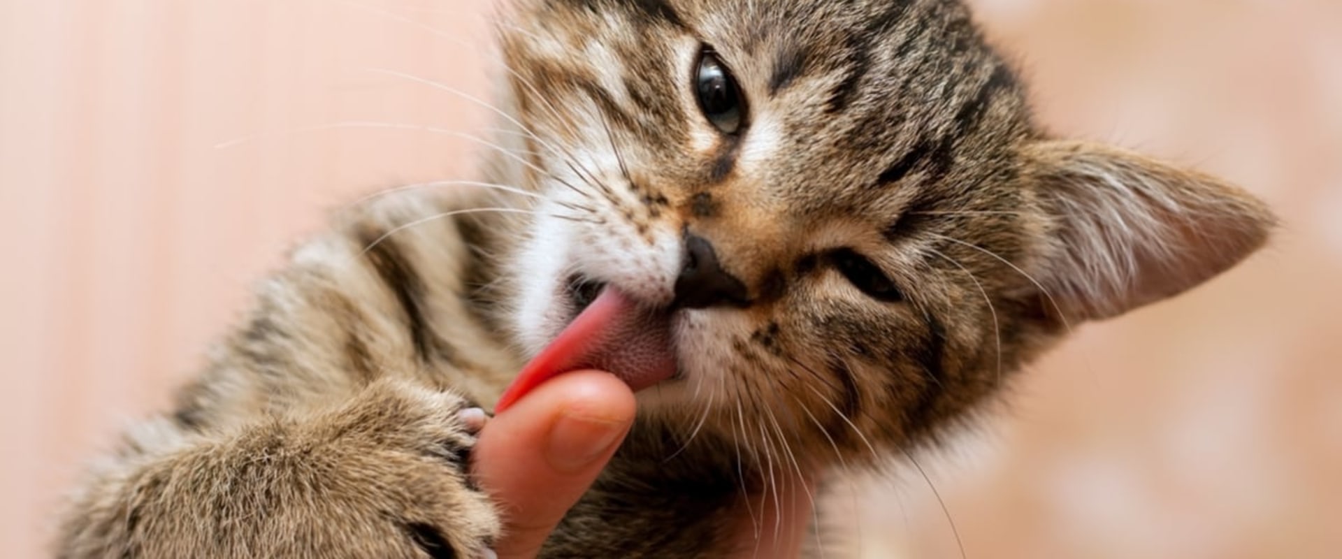 Why kittens lick you?