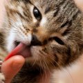 Why kittens lick you?