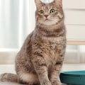 Why kittens eat litter?