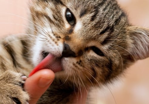 Why kittens lick you?