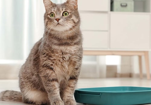 Why kittens eat litter?